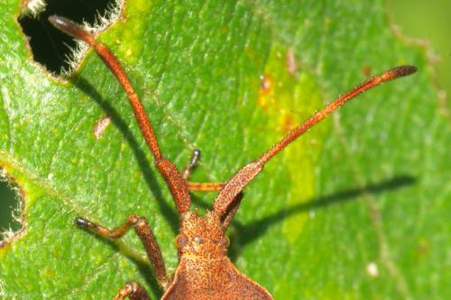 Coreus marginatus